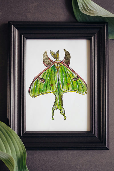 Luna Moth Print