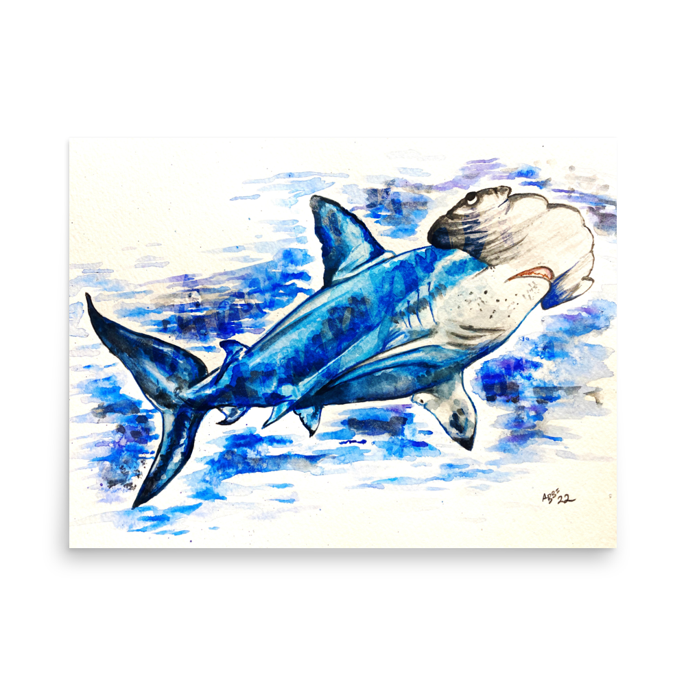 Hammerhead Shark Poster