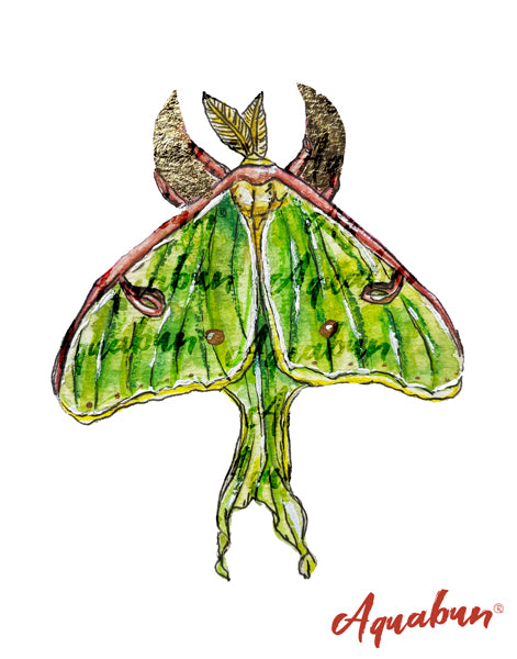 Luna Moth Print