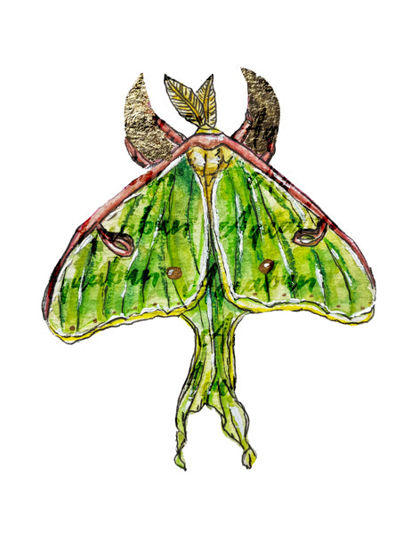 Luna Moth Print